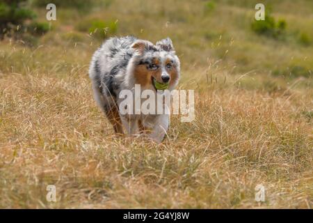 Blue merle cane da pastore australiano corre sul prato della Praglia in Liguria in Italia Foto Stock