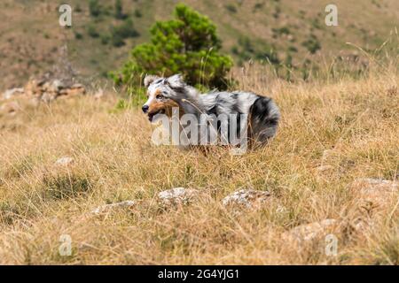 Blue merle cane da pastore australiano corre sul prato della Praglia in Liguria in Italia Foto Stock