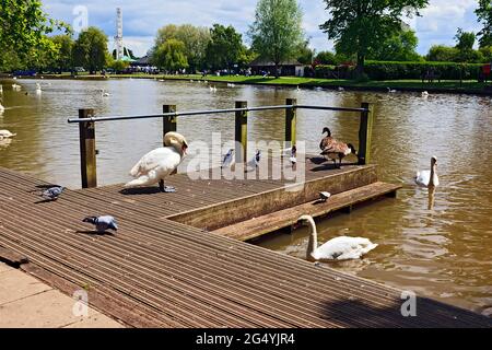 Avifauna sul fiume Avon a Stratford-upon-Avon, Warwickshire Foto Stock