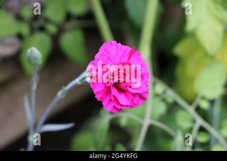 Dianthus caryophyllus, piccolo garofano rosa (o rosa di chiodo) in un giardino inglese, Regno Unito. Foto Stock