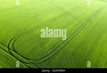 Raccolti verdi luminosi di grano sul campo all'alba. Foto Stock