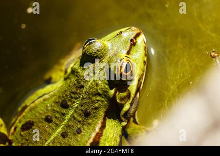 Ritratto di una rana d'acqua comune ai margini del bacino. Foto Stock