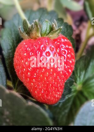 Fragola coltivata organicamente Foto Stock