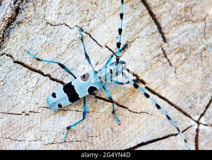 Scarabeo alpino di longhorn, Rosalia alpina. Bello insetto blu, bug. Foto Stock