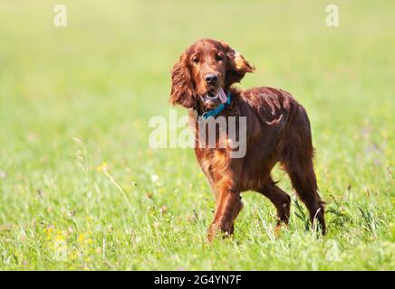 Felice simpatico cucitore irlandese divertente cucitore cucciolo ascolto orecchie e ansing in erba. Passeggiata estiva, concetto di cura degli animali domestici. Foto Stock