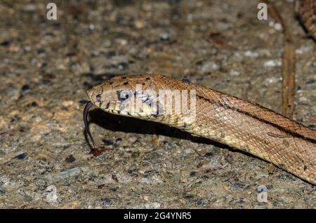 Scaletta serpente da vicino con linguetta Foto Stock