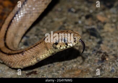 Scala serpente primo piano con lingua ou Foto Stock