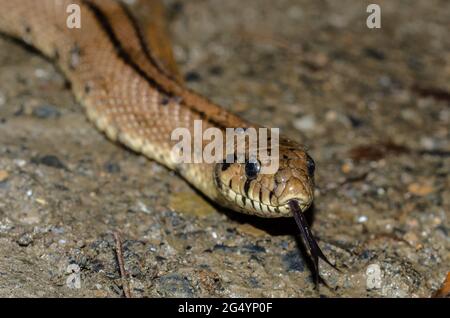 Scaletta serpente da vicino con linguetta Foto Stock