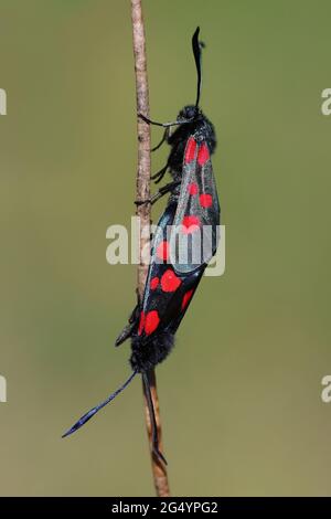 Coppia di Moths Burnett a sei punti (Zygaena filipendulae) Foto Stock