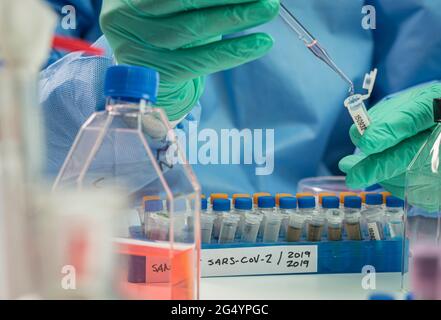 Fiale con campioni di SARS-COV-1 preparati a freddo in uno studio epiedomologico di laboratorio su SARS-COV-2 Covid-19, immagine concettuale Foto Stock