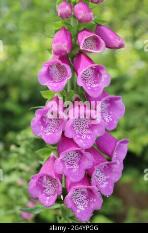 Foxglove comune Digitalis purpurea Foto Stock