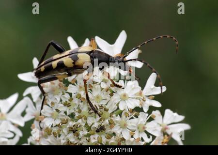 Harlequin Longhorn Leptura maculata syn Rutpela maculata, Strangalia maculata Foto Stock