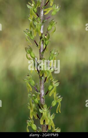 Lama guida comune (nota anche come Egglaf Twayblade) Neottia ovata Foto Stock