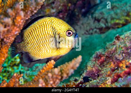 Damselfish, Humbad, Dascyllus reticulatus, Coral Reef, Lembeh, Nord Sulawesi, Indonesia, Asia Foto Stock
