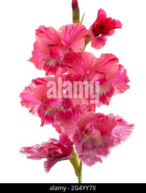 Foto di fiori di gladiolo rosa, magenta, rosso, petali su sfondo bianco. Foto Stock