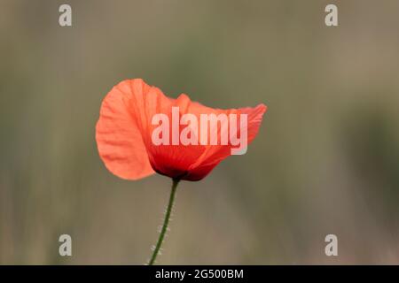 Red Poppy Papaver rhoeas in campo di mais Foto Stock