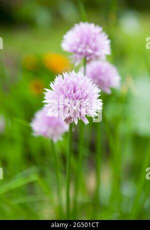 Allium Schoenoprasum - erba di Chives. Un'erba culinaria con un sapore simile alla cipolla. Foto Stock