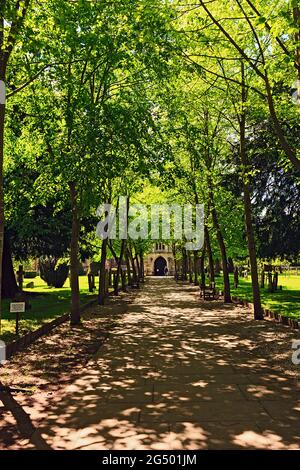 Lime Tree Avenue approccio alla Chiesa della Santa Trinità, Stratford-upon-Avon, Warwickshire. Foto Stock