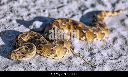 Puff adder comune, Etosha NP, Namibia (Biotis arietans) Foto Stock