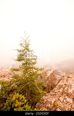 Coastal Trail, Cutler Coast Public Land, Bold Coast Trail, Cutler, Maine, Stati Uniti Foto Stock