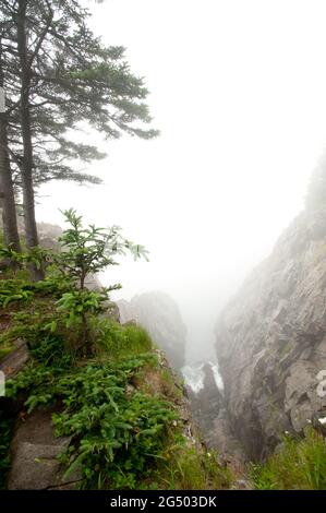 Coastal Trail Overlook, Cutler Coast Public Land, Bold Coast Trail, Cutler, Maine, Stati Uniti Foto Stock