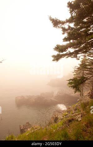 Coastal Trail, Cutler Coast Public Land, Bold Coast Trail, Cutler, Maine, Stati Uniti Foto Stock