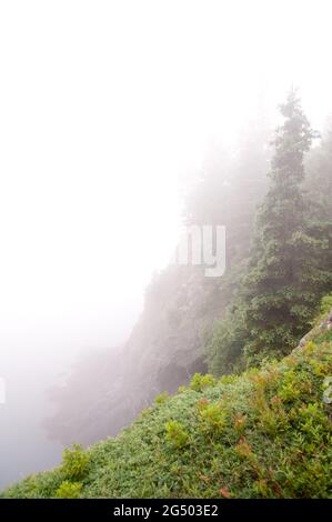 Coastal Trail, Cutler Coast Public Land, Bold Coast Trail, Cutler, Maine, Stati Uniti Foto Stock