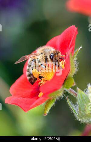 Ape - Apis mellifera - impollina un fiore dei cinquefoli - Potentilla „Flamenco" Foto Stock