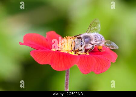 Ape - Apis mellifera - impollina un fiore dei cinquefoli - Potentilla „Flamenco" Foto Stock