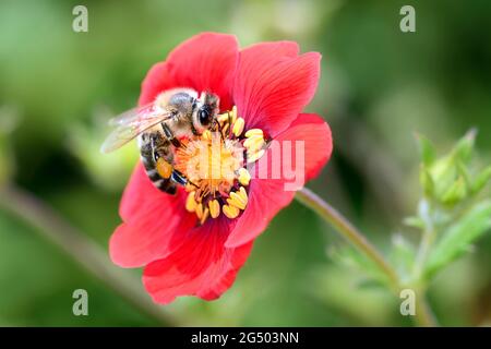 Ape - Apis mellifera - impollina un fiore dei cinquefoli - Potentilla „Flamenco" Foto Stock