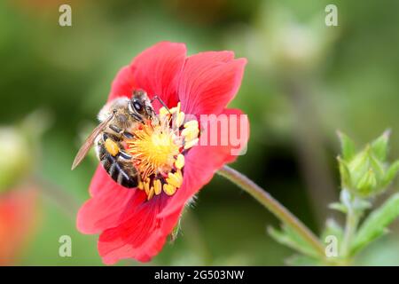 Ape - Apis mellifera - impollina un fiore dei cinquefoli - Potentilla „Flamenco" Foto Stock