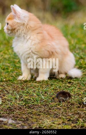 Talpa spaventata e gatto rosso, un gatto che gioca con la sua preda sull'erba, un istinto naturale di un gatto. Nuovo Foto Stock