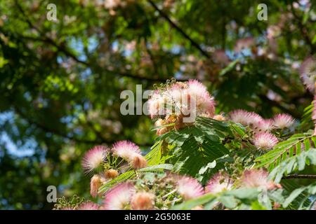 Italia, Lombardia, Fiori rosa di Albizia Julibbrissin, Seta persiana Foto Stock