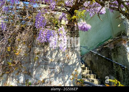 Fiori wisteria viola appesi sulla recinzione attraverso il cielo blu. Vista dal basso. Sfondo naturale Foto Stock