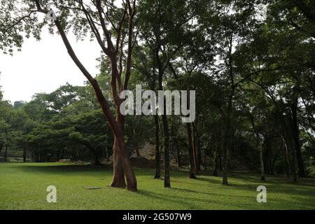 La foresta vicino alla città maya di Palenque, Messico Foto Stock