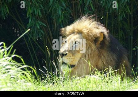 Primo piano di un leone maschile seduto a terra Foto Stock