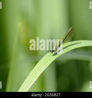 Demoiselle a fasce / Agrion Damselfly a fasce (Calopteryx splendens) femmina, appoggiata su una foglia di iride Foto Stock