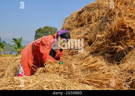 09 dicembre 2020, una donna indiana Farmer che raccoglie fasci di grano stalk, Bhor, Maharashtra, India Foto Stock