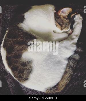 Gatto di sonno Foto Stock