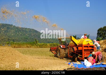 09 dicembre 2020, lavoratore agricolo che raccoglie riso con, macchina di raccolta a Bhor, Maharashtra, Pune Foto Stock