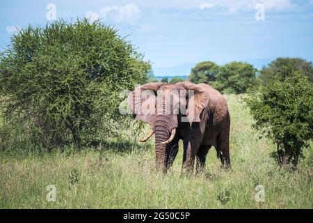 Ritratto di elefante nel giovane cespuglio solitario nel Parco Nazionale del Tarangire, Tanzania. Elefante savana africano - il più grande animale terrestre vivente. Animale Foto Stock