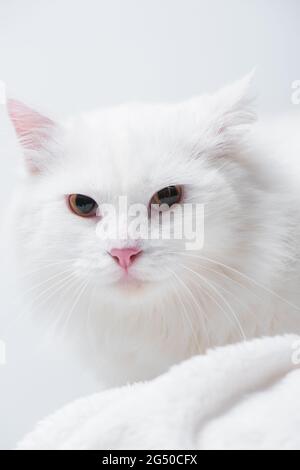 primo piano di gatto soffice su coperta morbida isolata su bianco Foto Stock