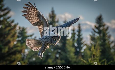 Gufi in Alberta, Canada Foto Stock