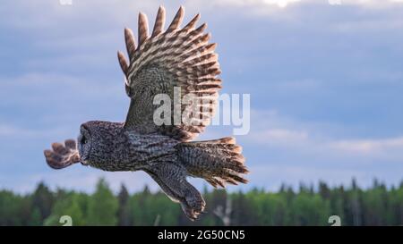 Gufi in Alberta, Canada Foto Stock