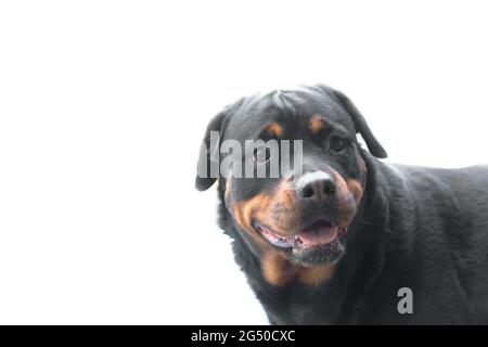 Cane adulto razza Rottweiler testa primo piano ritratto con un volto sorridente su sfondo bianco. Posto per il testo. Foto Stock
