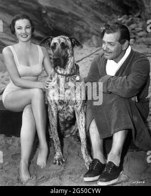 GENE TIERNEY e CLARK GABLE location cantidò posando sulla spiaggia in Cornovaglia Inghilterra con JUNO un grande cane Dane presentato con loro in NEVER LET ME GO 1953 regista DELMER DAVES dal romanzo come The Dawn di Paul Winterton produttore Clarence Brown Metro Goldwyn Mayer Foto Stock