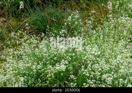 Heath bedpaglia (Galium saxatile), pianta perenne con fiori bianchi sulla brughiera, Surrey, Regno Unito, durante giugno o estate Foto Stock