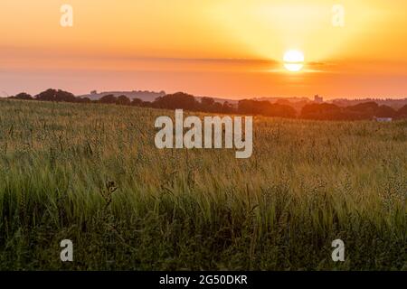 Tramonto su un campo di mais vicino Stockbridge in Hampshire, Inghilterra, Regno Unito, durante l'estate Foto Stock