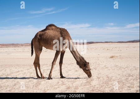 EGITTO, SINAI: Insieme a Bedouin Soliman al Ashrab della tribù Mzaina, 2 cammelli e 2 cani ho camminato per quattro giorni attraverso il deserto vicino a. Foto Stock