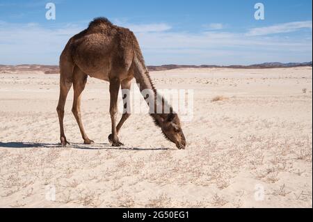 EGITTO, SINAI: Insieme a Bedouin Soliman al Ashrab della tribù Mzaina, 2 cammelli e 2 cani ho camminato per quattro giorni attraverso il deserto vicino a. Foto Stock